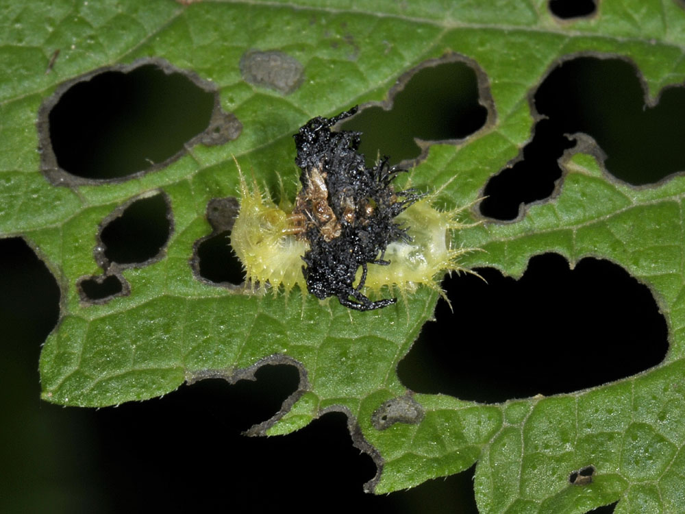 Cassida viridis? (chrysomelidae) prove di equilibrismo